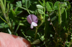 Vicia lathyroides