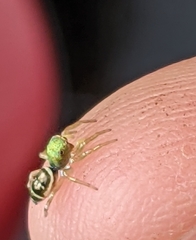 Cosmophasis thalassina