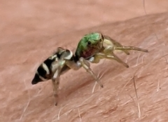Cosmophasis thalassina