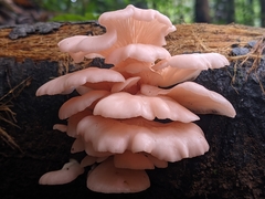 Pleurotus djamor roseus