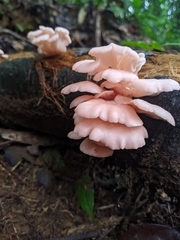 Pleurotus djamor roseus