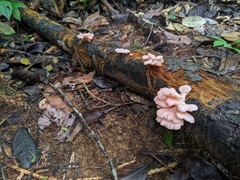 Pleurotus djamor roseus