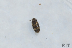 Mycetophagidae