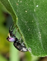 Cosmophasis thalassina