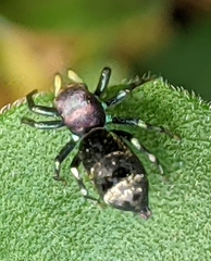 Cosmophasis thalassina
