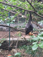 Pteropus seychellensis seychellensis