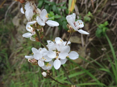 Libertia chilensis