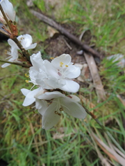 Libertia chilensis