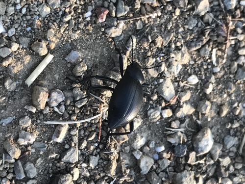 iNaturalist observation photo of Dentate Stink Beetle