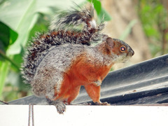Sciurus aureogaster