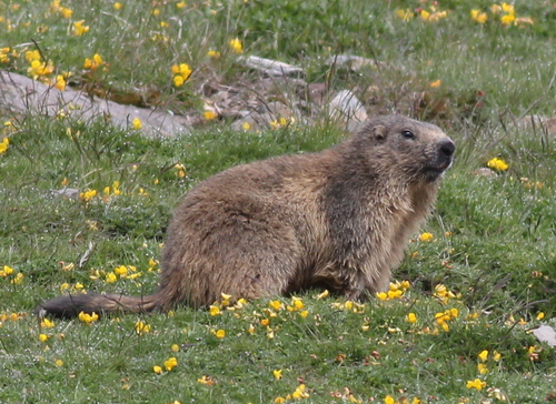 Alpine Marmot photographed in Andorra