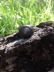 Helminthoglypta sequoicola consors