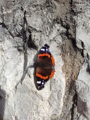 Vanessa atalanta