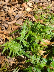 Lygodium japonicum