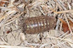 Armadillidium decorum