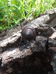 Helminthoglypta sequoicola consors