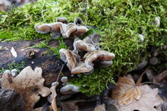 Auricularia mesenterica