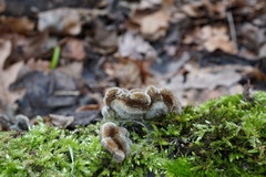 Auricularia mesenterica