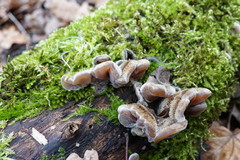 Auricularia mesenterica