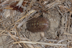 Armadillidium decorum