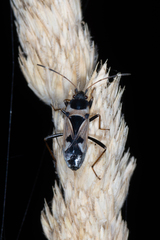 Raglius confusus