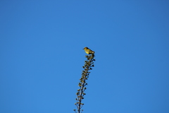 Chlorodrepanis virens wilsoni