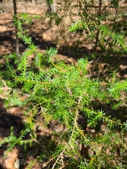 Juniperus virginiana