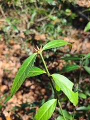 Euonymus americanus