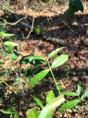 Euonymus americanus