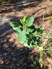 Baccharis halimifolia