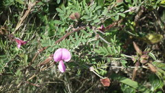 Tephrosia grandiflora