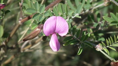 Tephrosia grandiflora