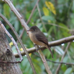 Contopus latirostris