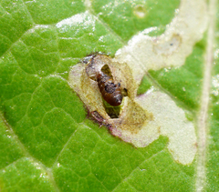 Phytomyza syngenesiae group