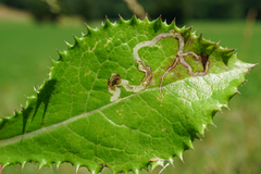 Phytomyza syngenesiae group
