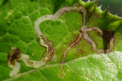 Phytomyza syngenesiae group