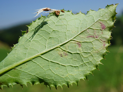Phytomyza syngenesiae group