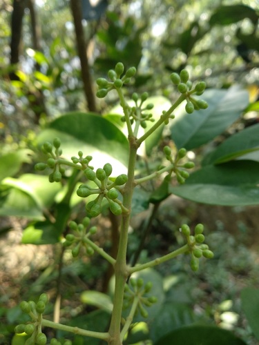 Heptapleurum heptaphyllum