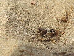 Oedipoda charpentieri