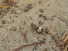 Oedipoda charpentieri