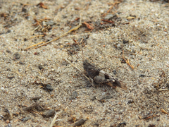 Oedipoda charpentieri