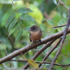 Contopus latirostris