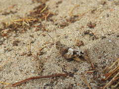 Oedipoda charpentieri