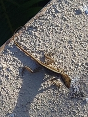 Anolis cristatellus wileyae