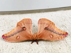 Opodiphthera loranthi