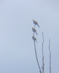 Mimus saturninus
