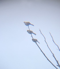 Mimus saturninus