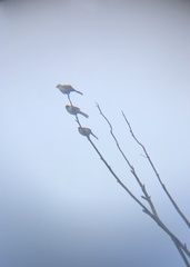Mimus saturninus