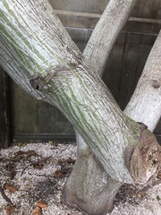 Acer davidii