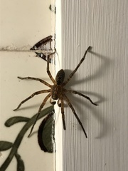 Zoropsis spinimana